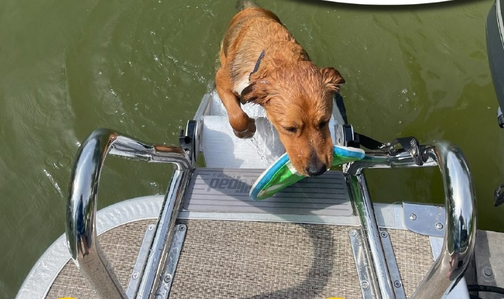 Dog Ladder-image